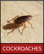 COCKROACHES