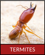 TERMITES