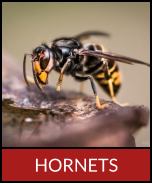 HORNETS