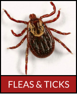 FLEAS & TICKS