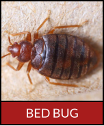 BED BUG